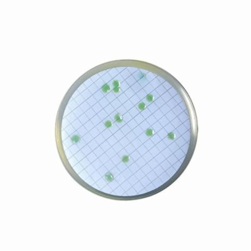 Biokar CN Agar for Pseudomonas - Pre-poured medium 20 plates Ø 55 mm BM14508